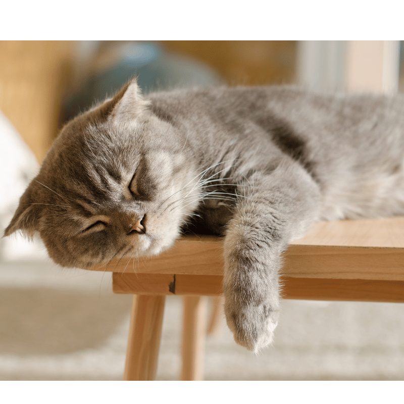 A cat sleeping peacefully (Credit: Canva)"